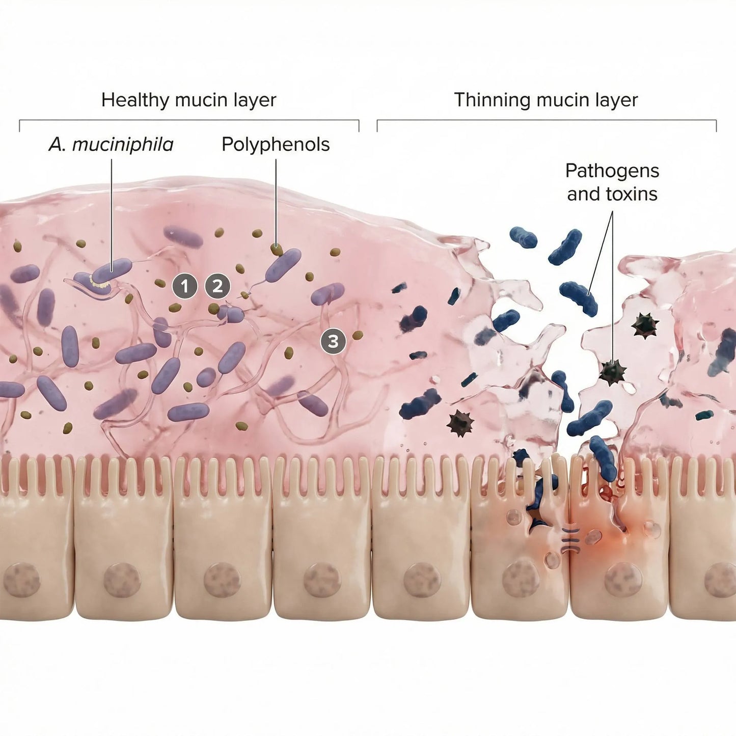 SatietySync™ Akkermansia